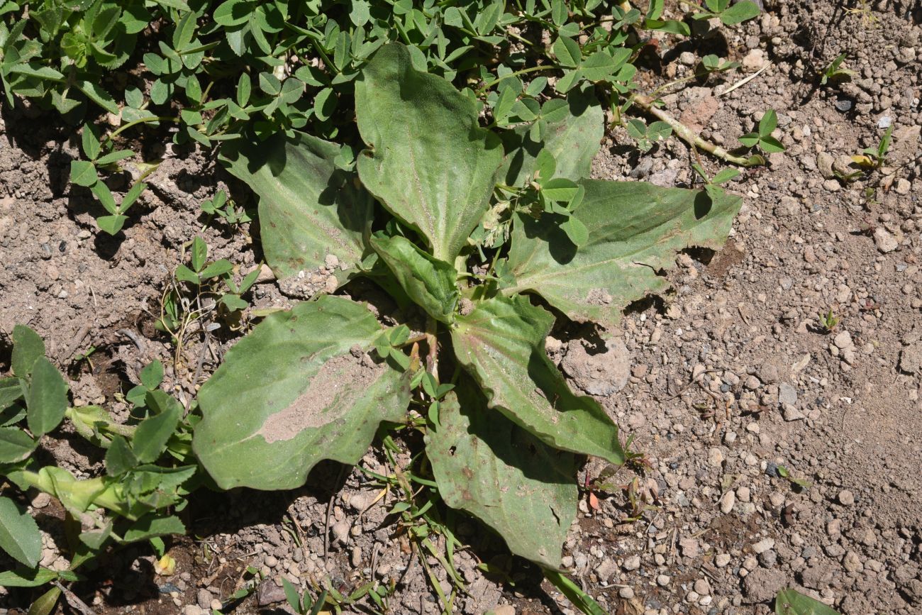 Image of Plantago major specimen.