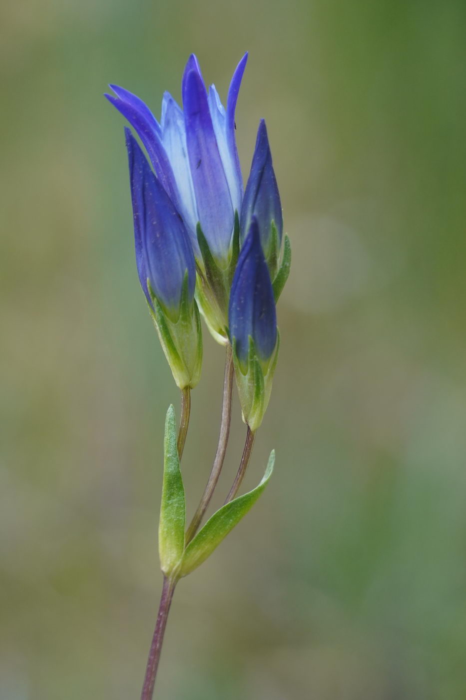 Image of Gentiana olivieri specimen.