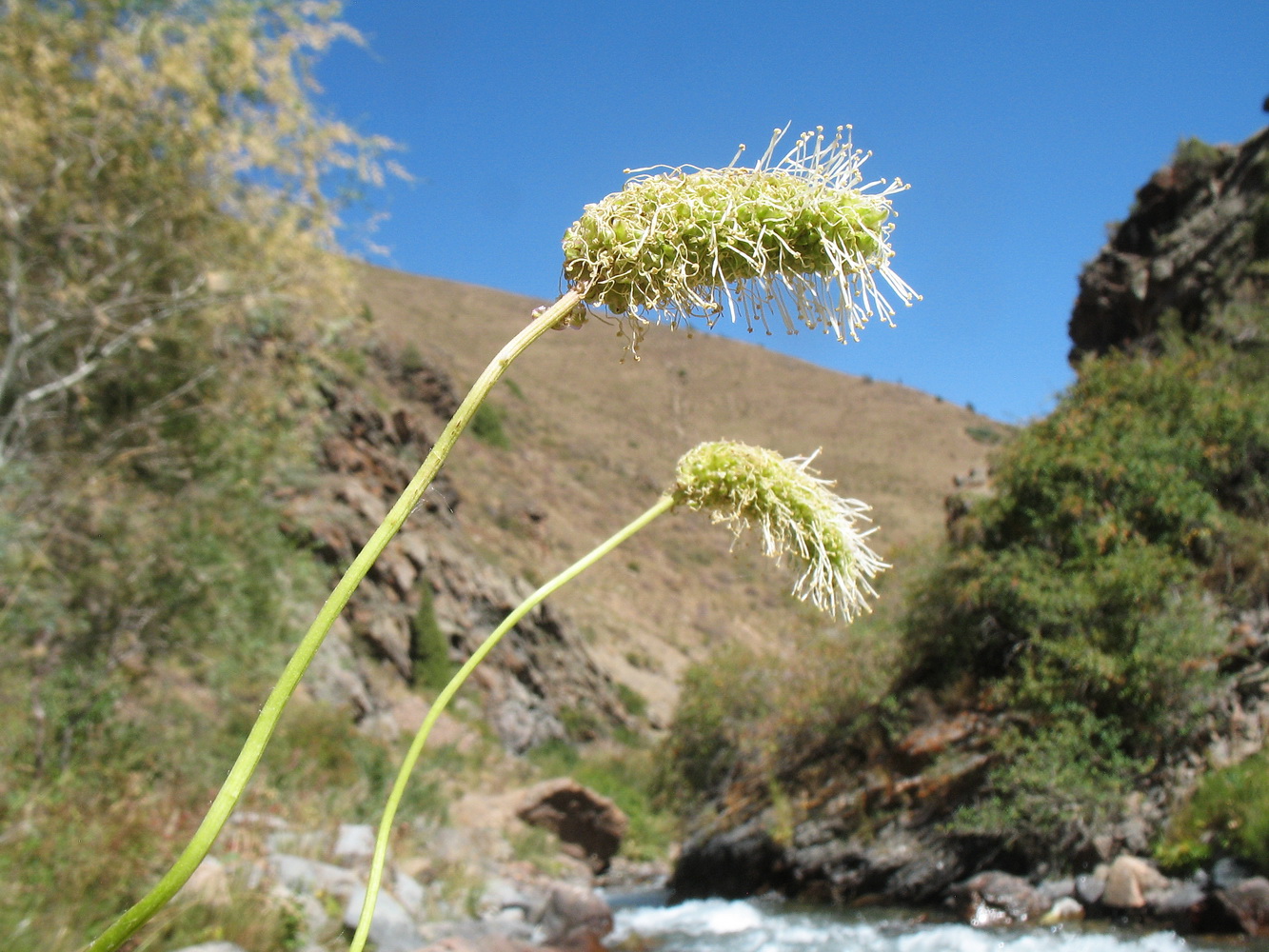 Image of Sanguisorba alpina specimen.