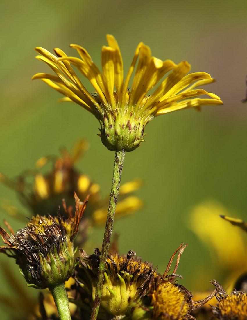 Image of Inula linariifolia specimen.