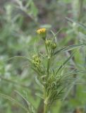 род Bidens. Верхушка веточки с распускающимися соцветиями. Испания, Каталония, пров. Жирона, комарка Баш Эмпорда, муниципалитет Калонже, залежь. 07.09.2025.