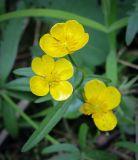 Ranunculus cassubicus. Цветки. Пермский край, г. Пермь, Свердловский р-н, м-н Липовая Гора, сырой хвойный лес. 25.05.2025.