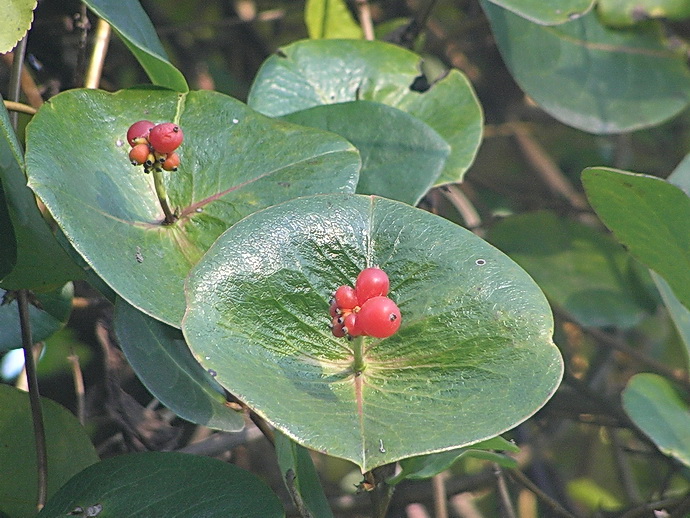 Image of Lonicera &times; tellmanniana specimen.