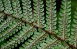 Dryopteris affinis. Часть вайи с сорусами (вид на абаксиальную поверхность). Португалия, о-в Мадейра, национальный парк \"Фанал\", ≈ 1300 м н.у.м., лавровый лес. 21.08.2025.