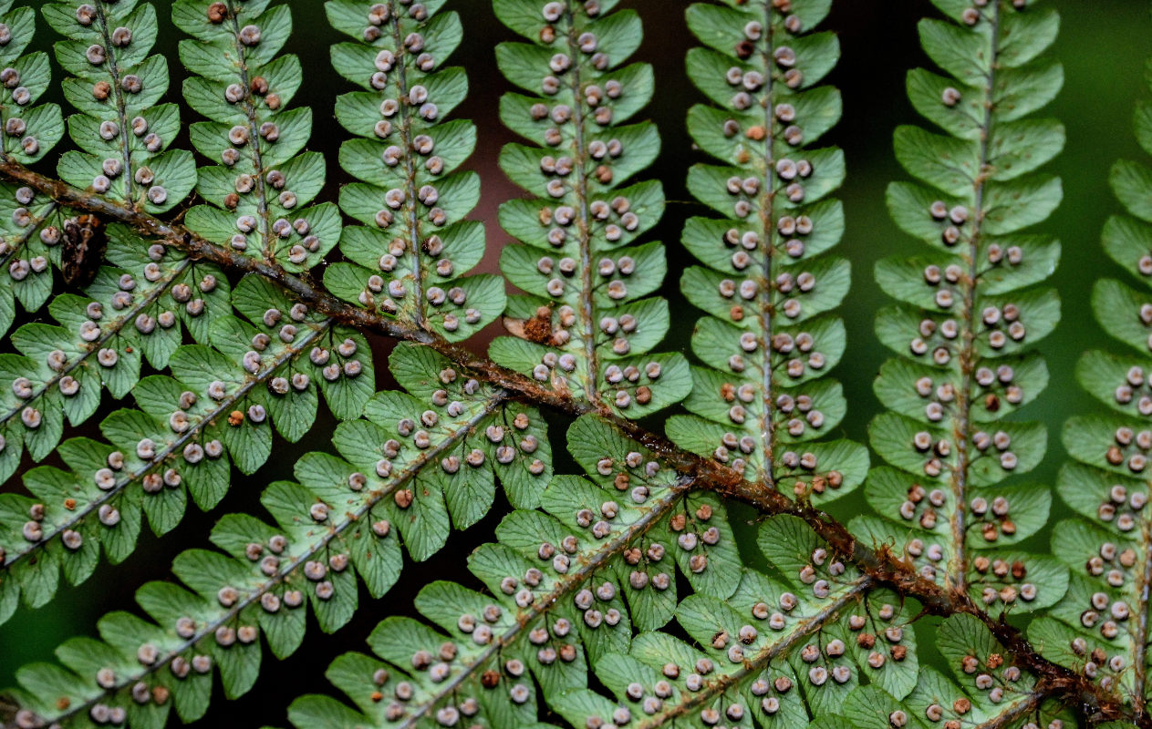 Image of Dryopteris affinis specimen.