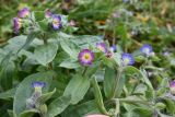 Nonea versicolor