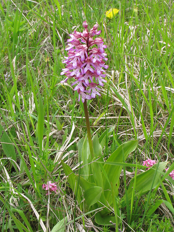 Image of Orchis × hybrida specimen.