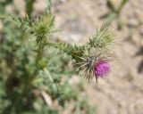 род Carduus. Цветущее и развивающееся соцветия. Турция, ил Ван, дер. Хошаб, пустошь на древних руинах. 23 мая 2025 г.