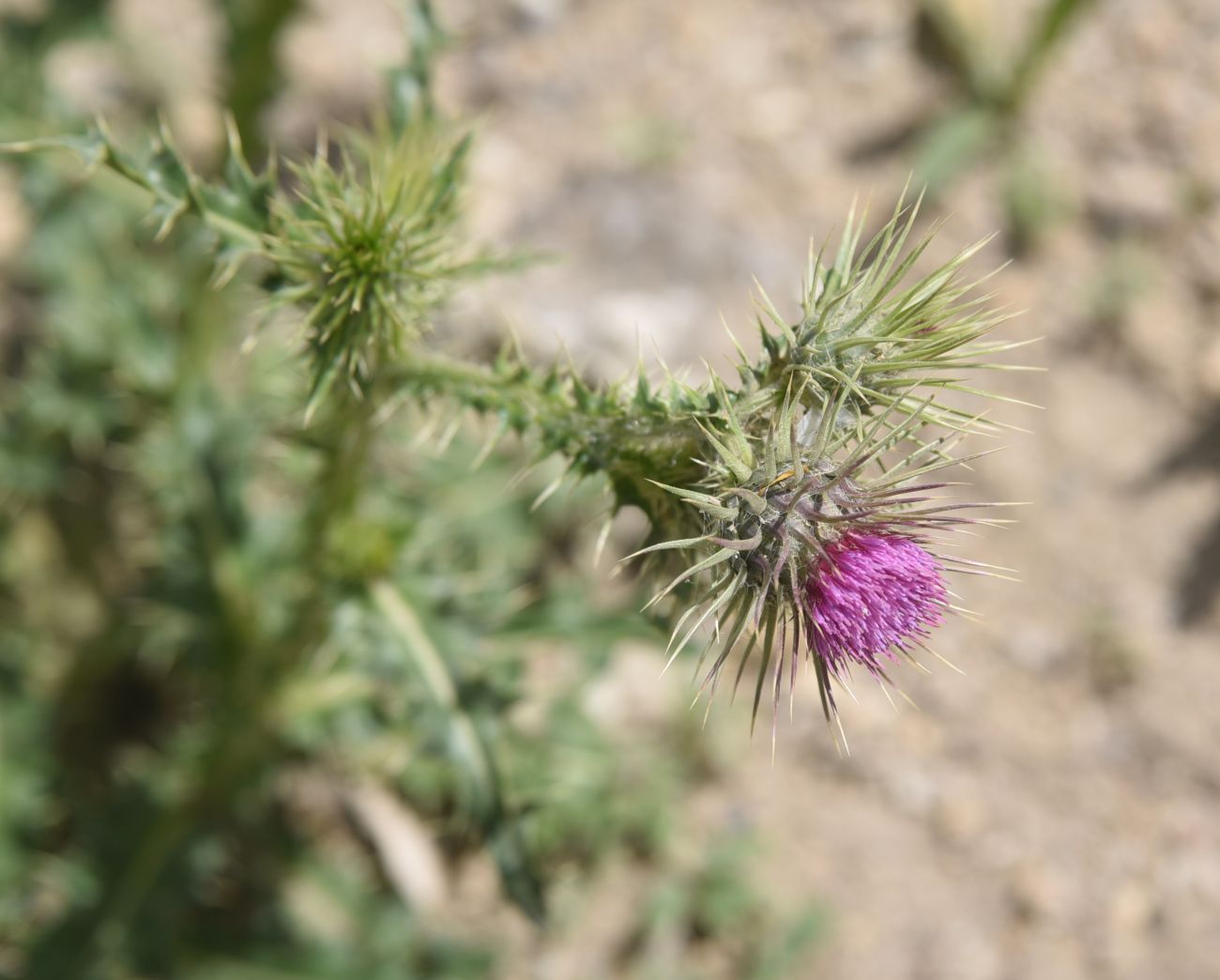 Изображение особи род Carduus.