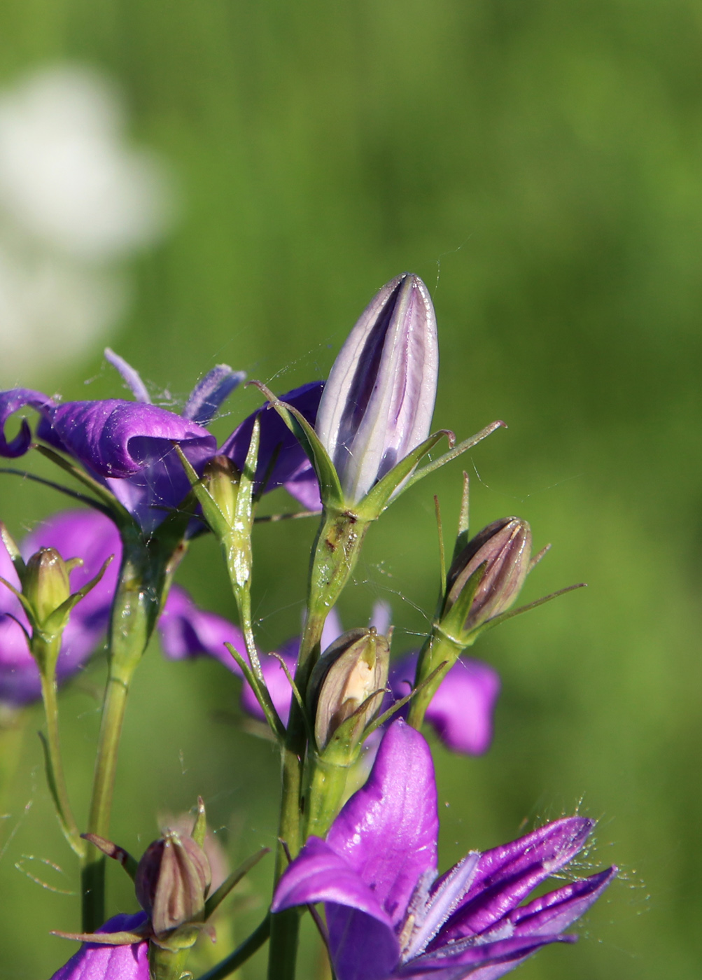 Изображение особи Campanula patula.