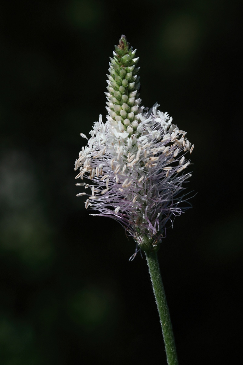 Image of Plantago media specimen.