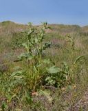Rumex patientia subspecies orientalis. Зацветающие растения. Краснодарский край, Темрюкский р-н, мыс Железный Рог, приморский остепнённый склон. 29.04.2017.