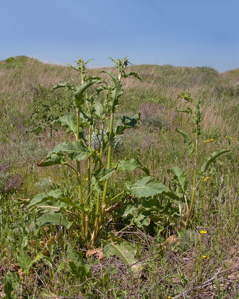 Изображение особи Rumex patientia ssp. orientalis.