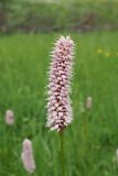 Bistorta officinalis. Соцветие. Ульяновская обл., Мелекесский р-н, пойма р. Бирля ниже пос. Уткин, днище балки, выходящей к реке, заболоченный луг. 03.06.2024.