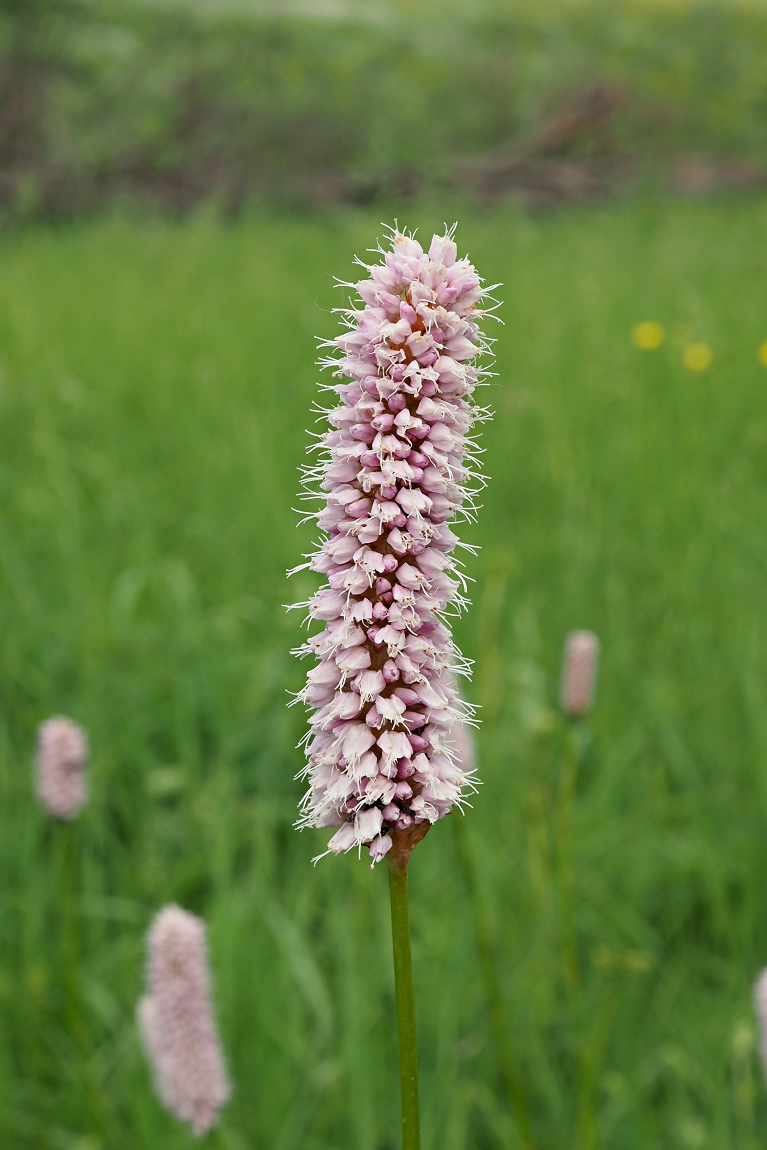 Изображение особи Bistorta officinalis.