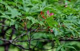Acer palmatum