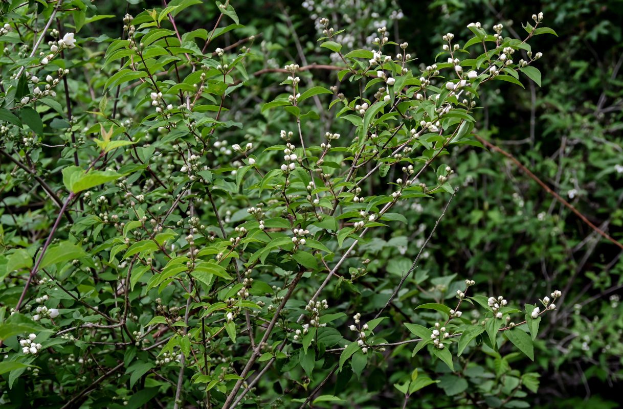 Image of Philadelphus sericanthus specimen.