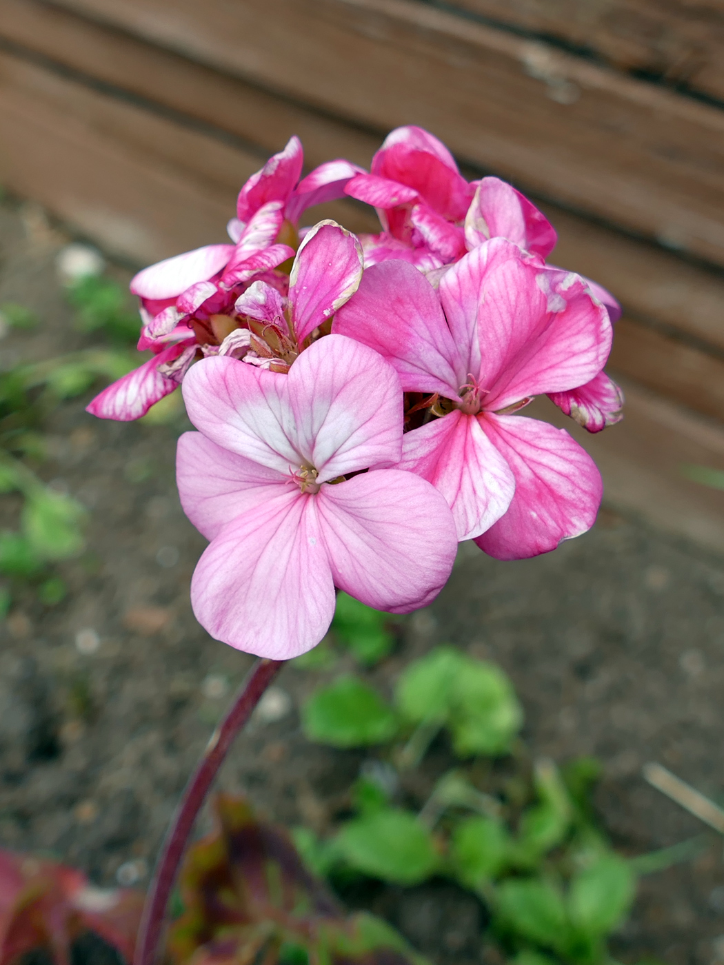 Изображение особи Pelargonium hortorum.