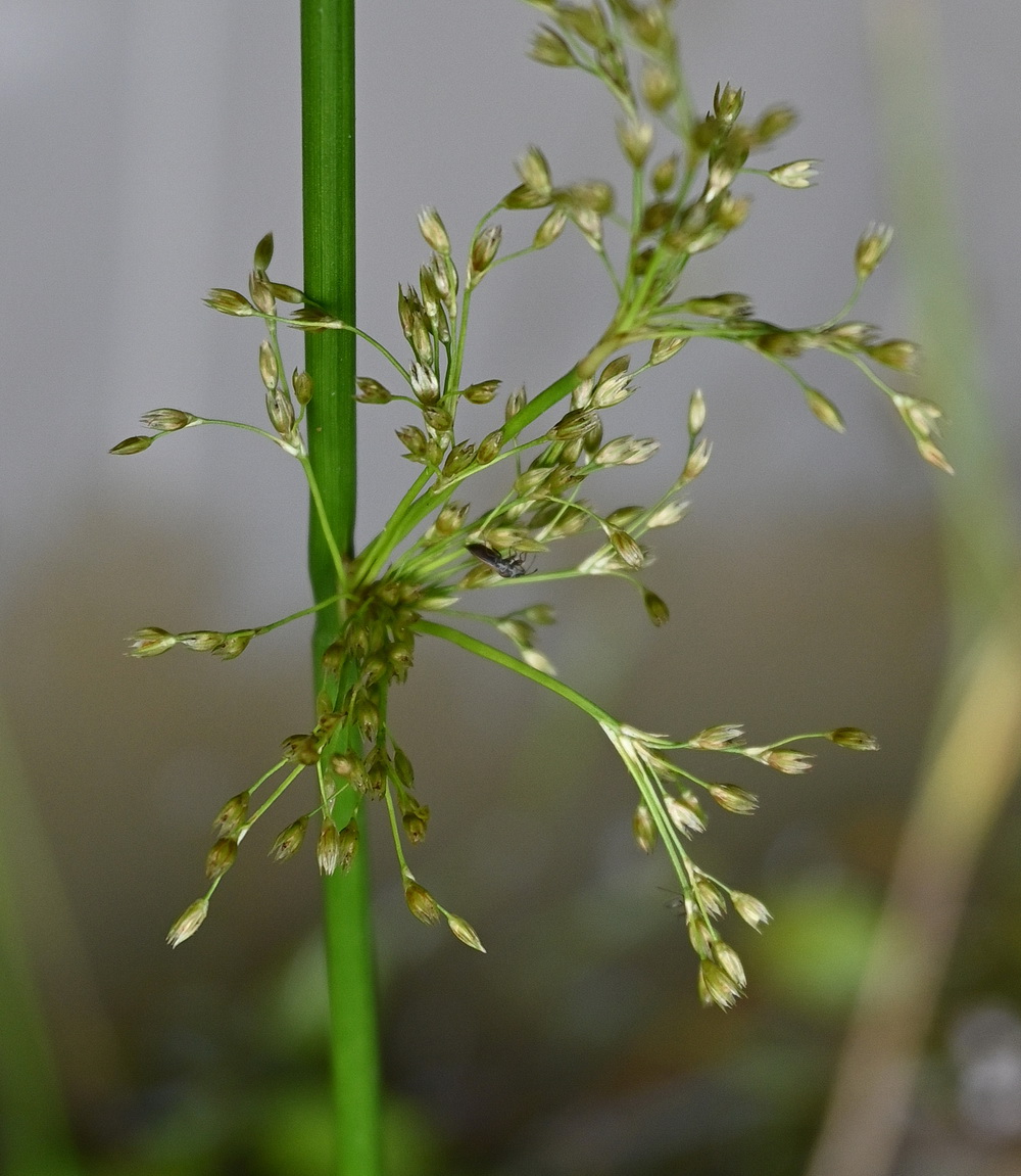 Image of Scirpus sylvaticus specimen.
