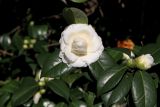 Camellia japonica. Верхушка ветки с цветками. Краснодарский край, Сочи, Адлерский р-н, парк \"Южные культуры\", в культуре. 20 февраля 2026 г.