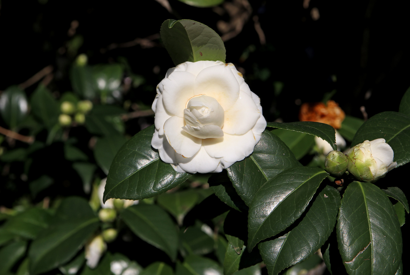 Изображение особи Camellia japonica.