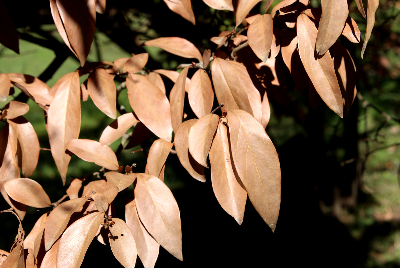 Изображение особи Lindera angustifolia.