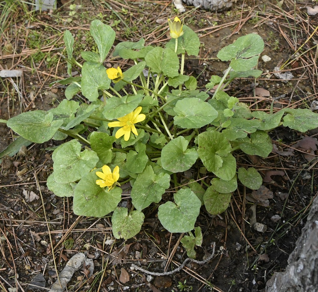Изображение особи Ficaria verna ssp. chrysocephala.