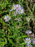 Symphyotrichum novi-belgii