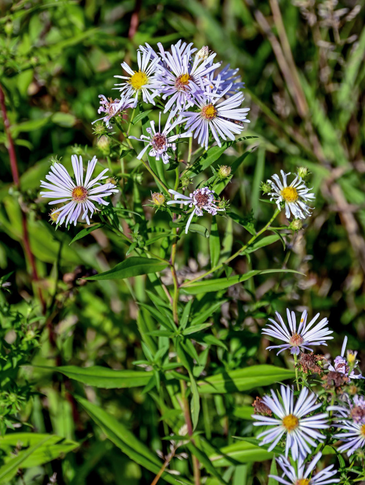 Image of Symphyotrichum novi-belgii specimen.