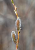 genus Salix. Побег с соцветиями. Мурманск, Октябрьский р-н, ок. озера. 04.05.5026.
