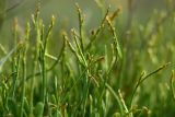 Limonium suffruticosum. Верхушки генеративных побегов с зачатками соцветий. Астраханская обл., Наримановский р--н, окр. с. Николаевка, солончаковая низина среди бугристых полузакреплённых песков. 17.05.2026.