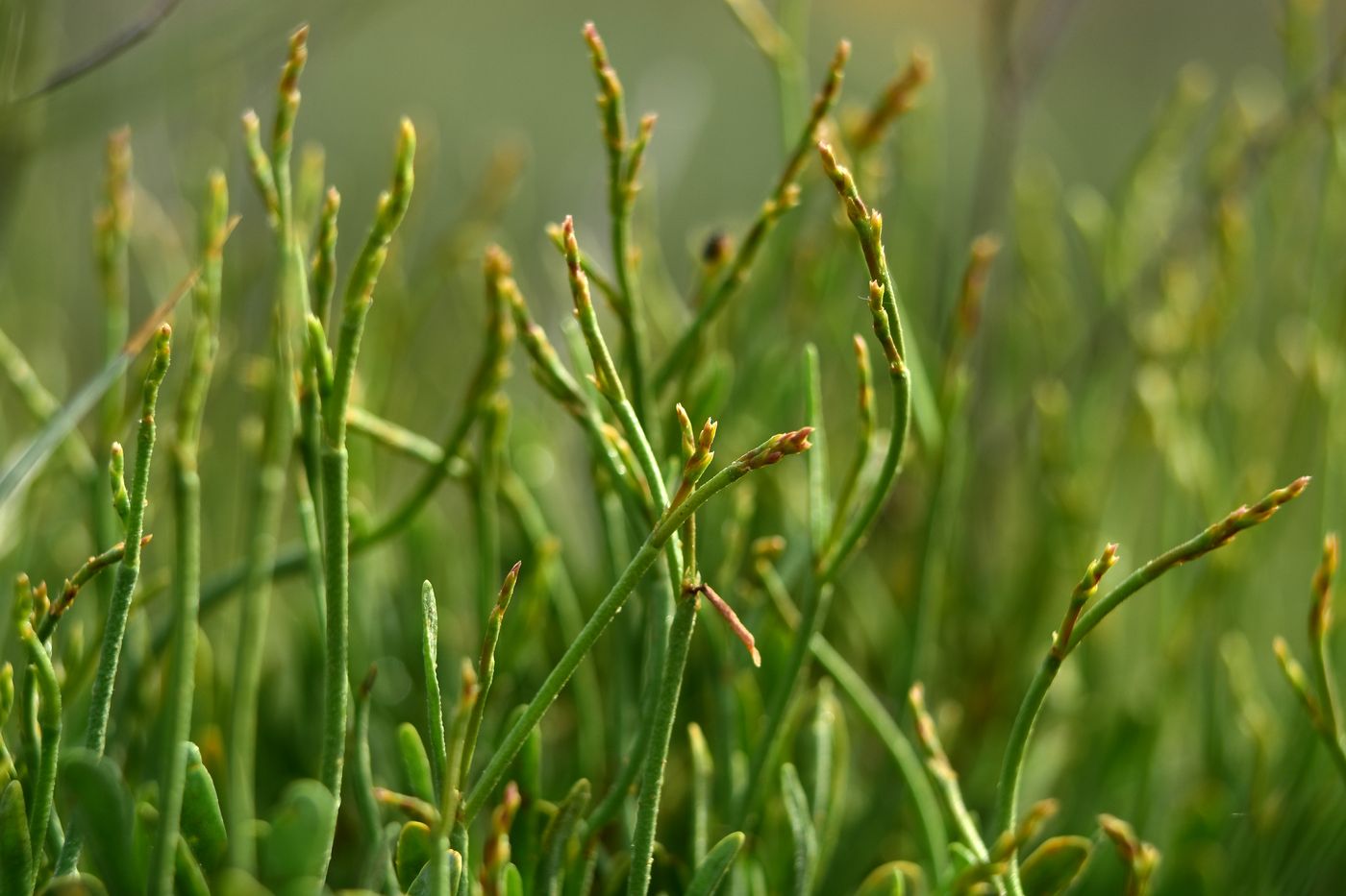 Изображение особи Limonium suffruticosum.