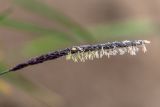 семейство Poaceae