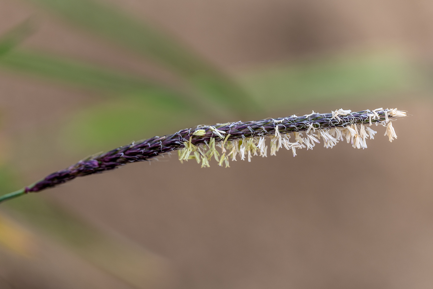 Изображение особи семейство Poaceae.