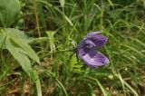 View full-size image genus Campanula