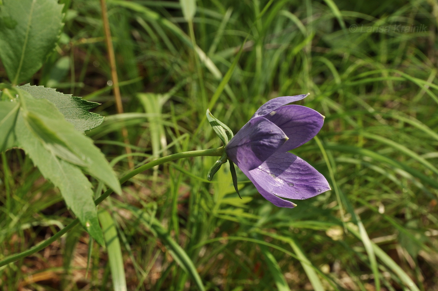 Image of Platycodon grandiflorus specimen.