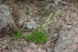 Silene nutans