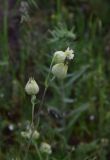 род Silene