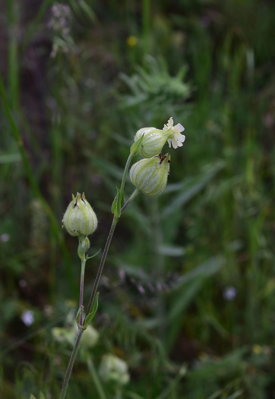 Изображение особи Melandrium latifolium.