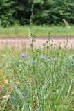 Cichorium intybus. Цветущие растения. Беларусь, Брестская обл., Каменецкий р-н, окр. дер. Бобинка, смешанный сосново-лиственный лес. 02.07.2026.