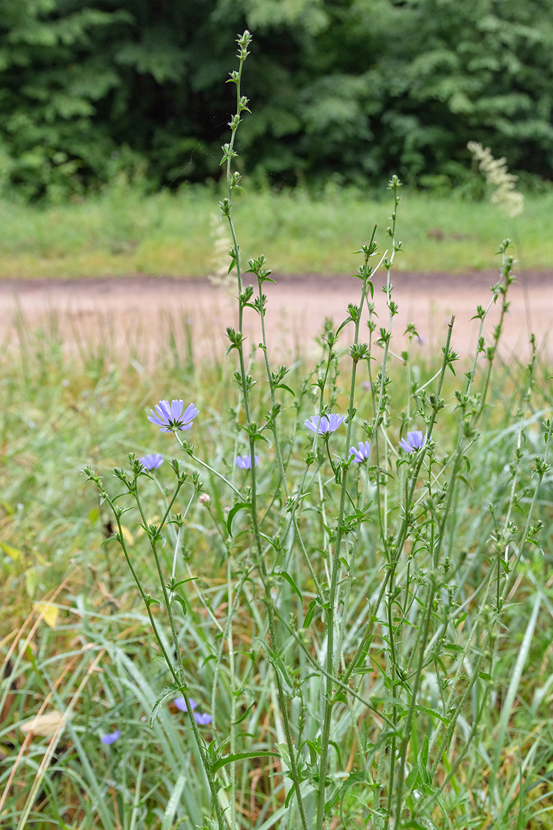 Image of Cichorium intybus specimen.