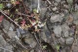 genus Sedum. Цветущее растение. Турция, ил Артвин, р-н Шавшат, скала с крепостью Шавшат, на мелкозёме в расщелине. 11 июня 2026 г.