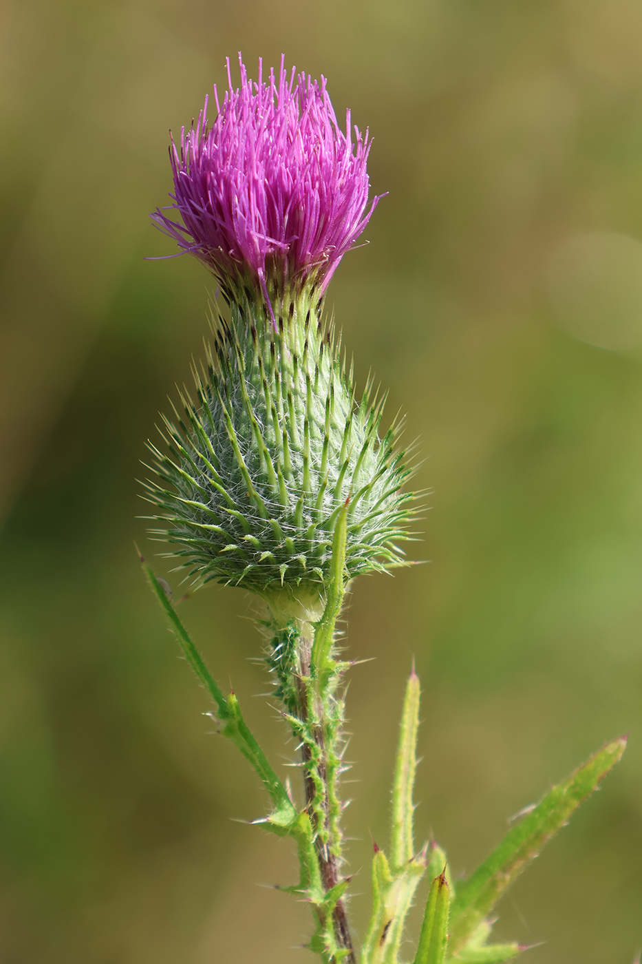 Image of Cirsium vulgare specimen.