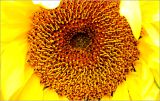 Helianthus annuus. Центральная часть развивающегося соцветия. Московская обл., Раменский р-н, окр. дер. Хрипань, садовый участок. 29.08.2026.
