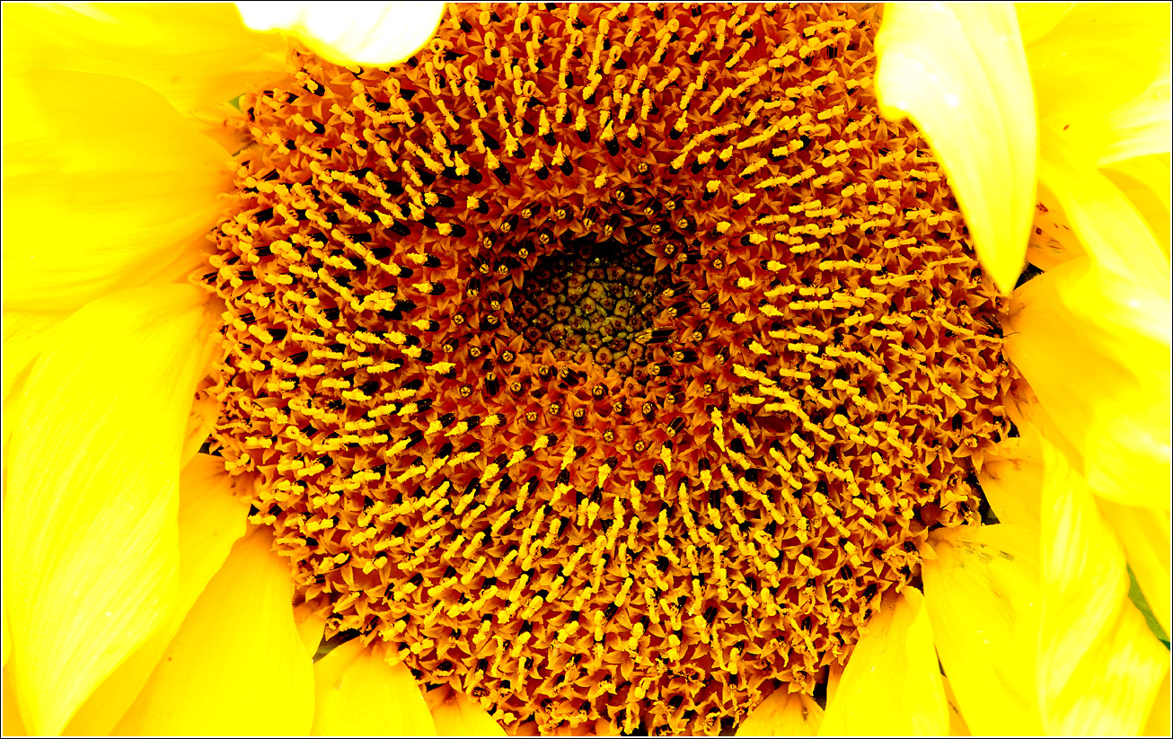 Изображение особи Helianthus annuus.