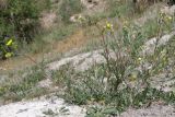 Potentilla virgata