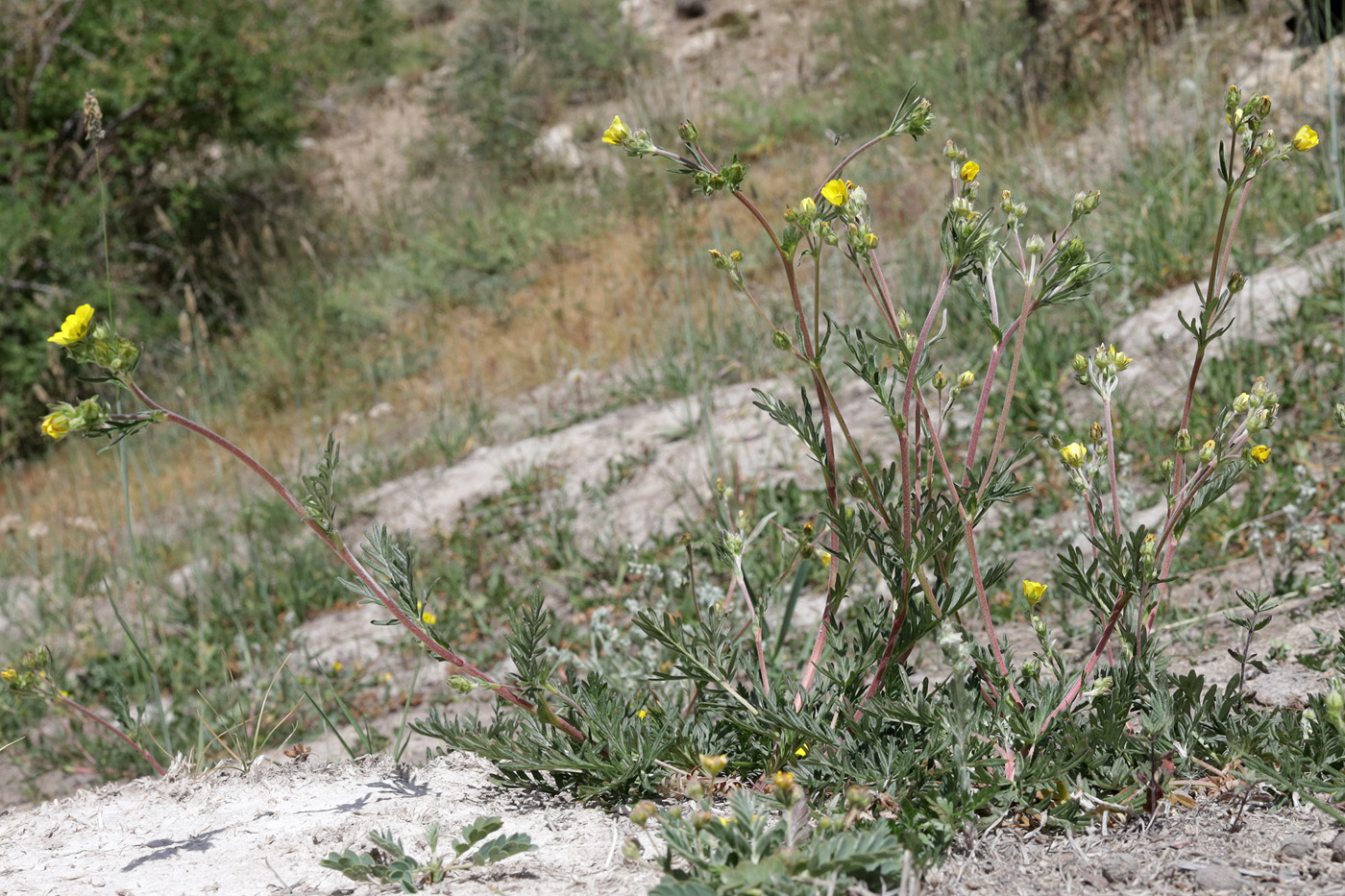Изображение особи Potentilla virgata.