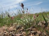 Astragalus semenovii. Цветущее растение. Казахстан, юго-зап. отроги Джунгарского Алатау, горы Малайсары, вершина пер. Архарлы, ≈ 1030 м н.у.м., степь. 27 апреля 2026 г.