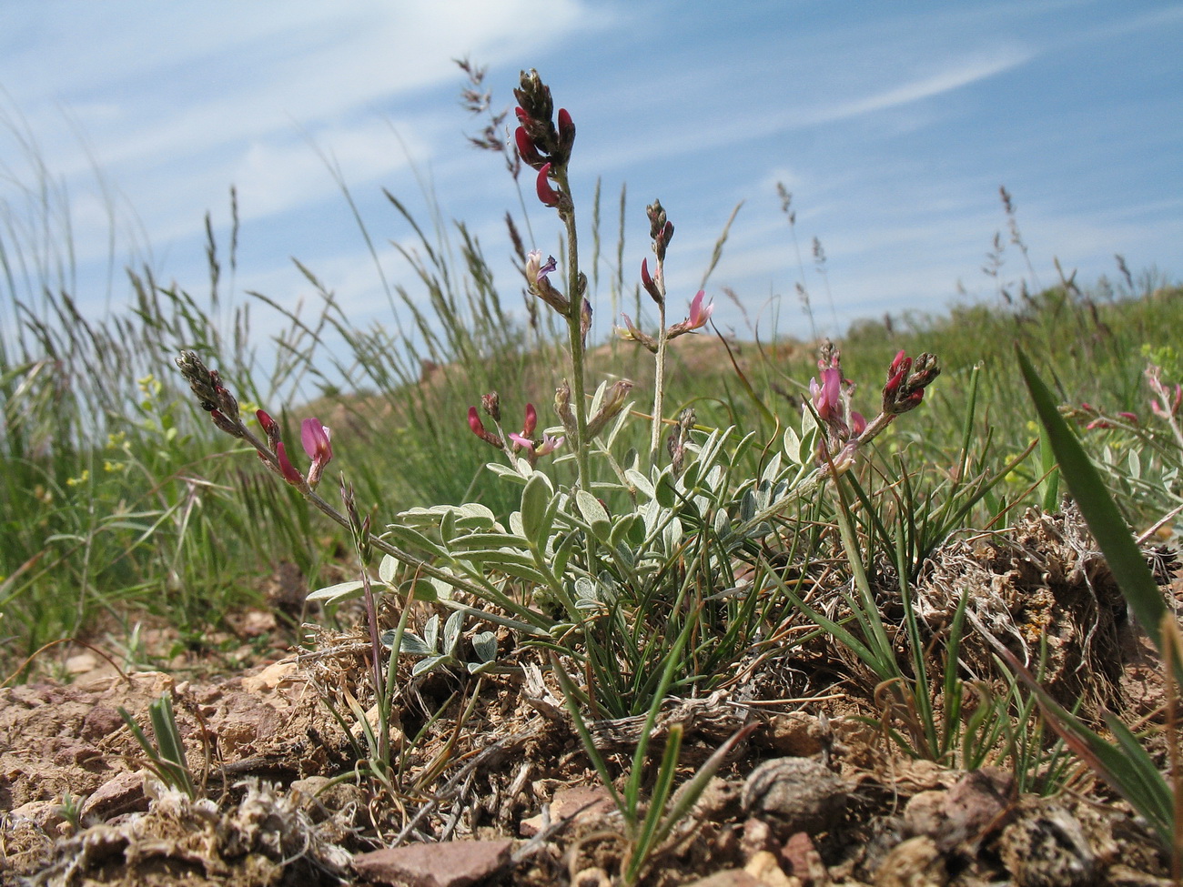 Изображение особи Astragalus semenovii.