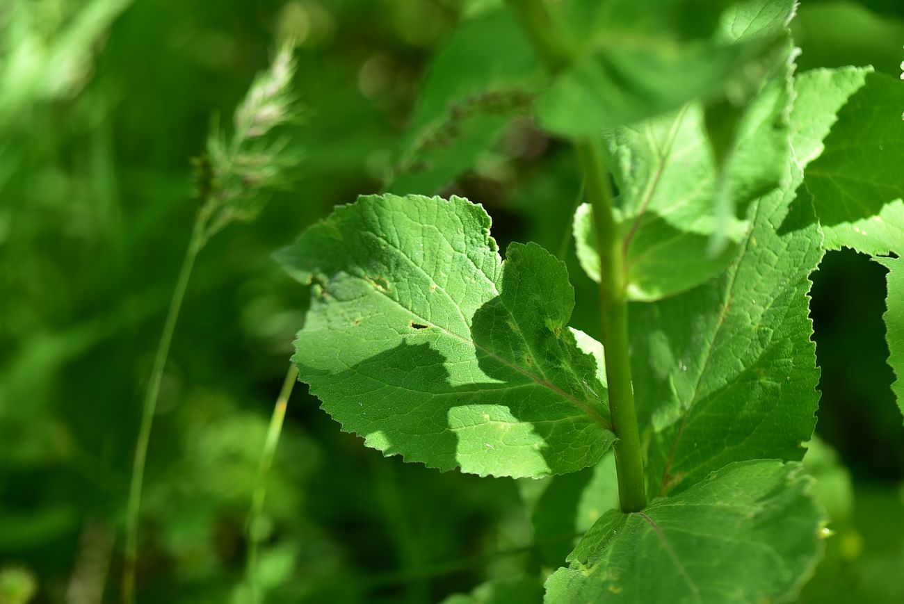 Image of Campanula latifolia specimen.